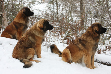 leonberger dog temperament