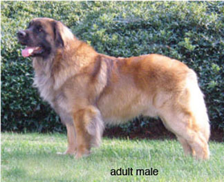 leonberger characteristics