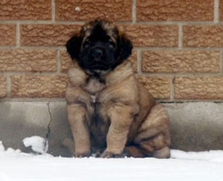 leonberger puppies for sale kijiji