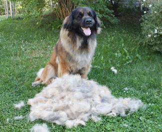 Do they SHED? — Leonberger Club of Canada