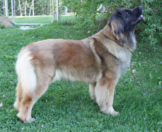 Our Leo Stories — Leonberger Club of Canada