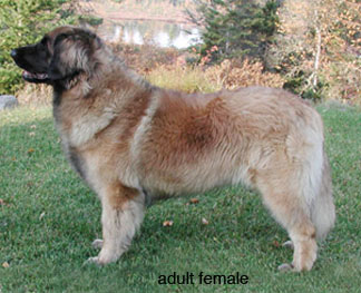 leonberger characteristics